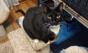 Enlarge Kitty, a Adoptable mixed breed in Peapack, NJ image 3/5