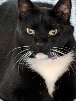 Enlarge Kitty, a Adoptable mixed breed in Peapack, NJ image 1/5