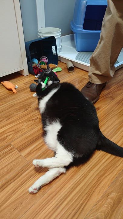 Enlarge Kitty, a Adoptable mixed breed in Peapack, NJ video 4/5