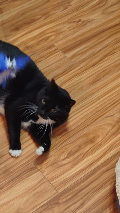 Enlarge Kitty, a Adoptable mixed breed in Peapack, NJ video 5/5