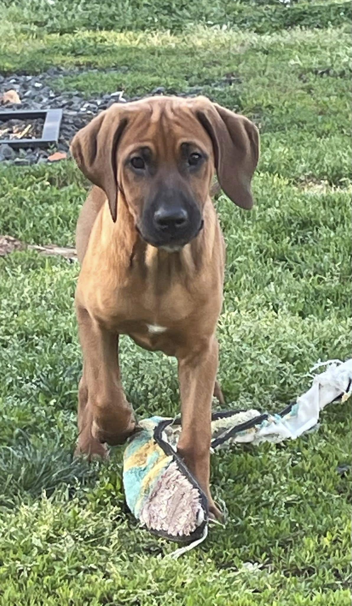 Georgia, ADOPTABLE, Puppy Female Black Labrador Retriever & Redbone Coonhound.