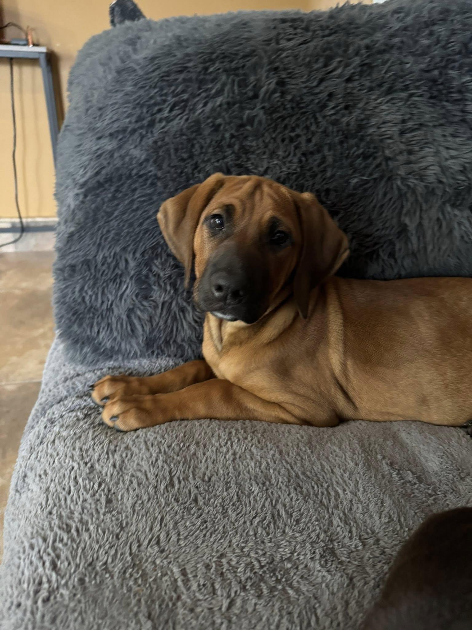 Enlarge Georgia, a ADOPTABLE mixed breed in Collingswood, NJ image 2/4