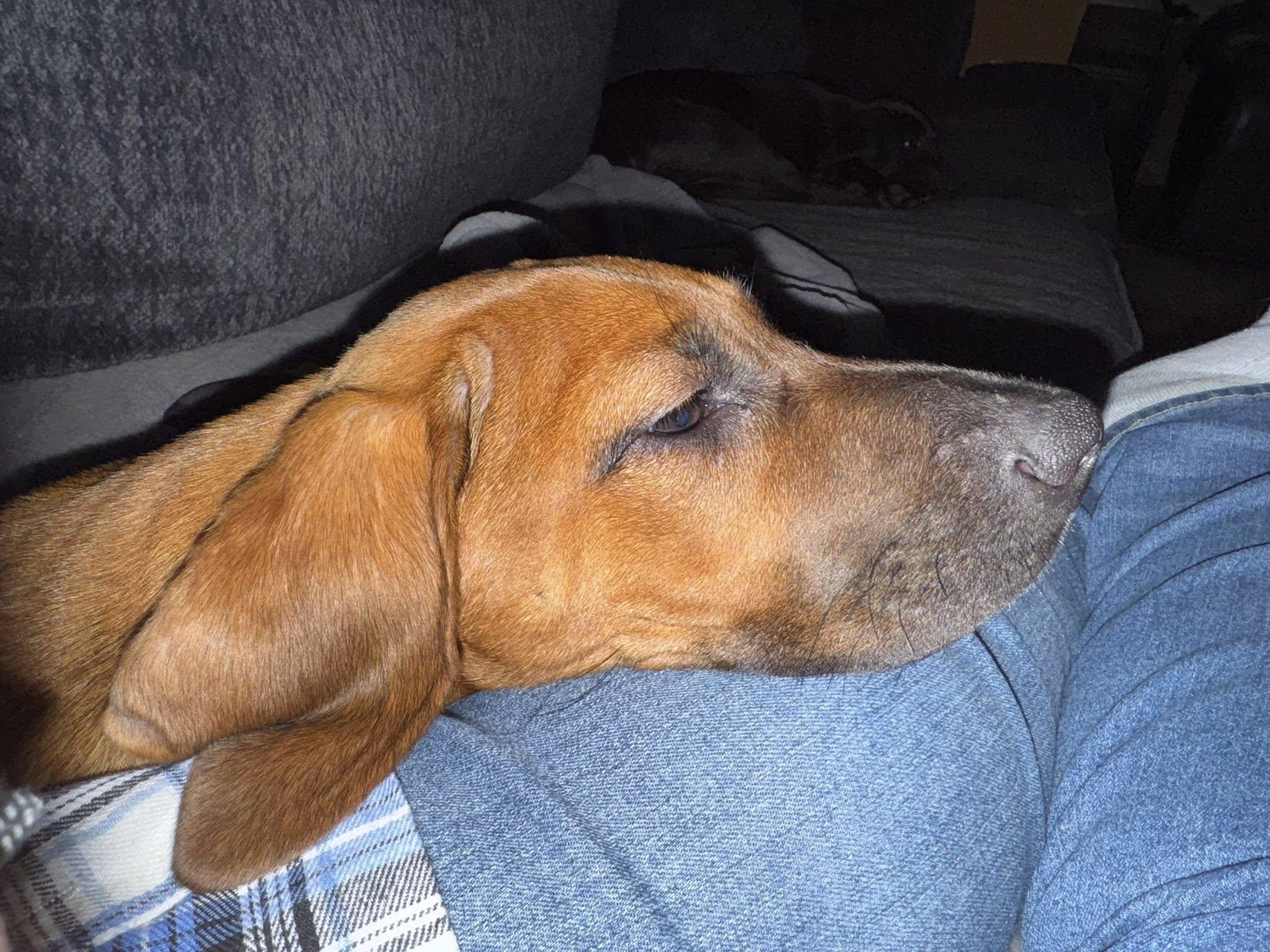 Enlarge Georgia, a ADOPTABLE mixed breed in Collingswood, NJ image 4/4