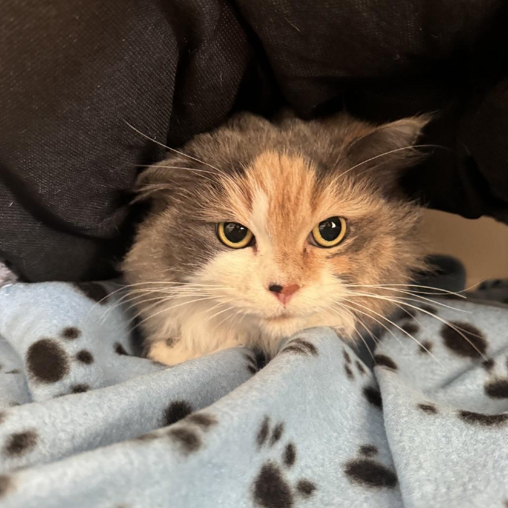 Mimi, Adoptable, Senior Female Ragdoll.