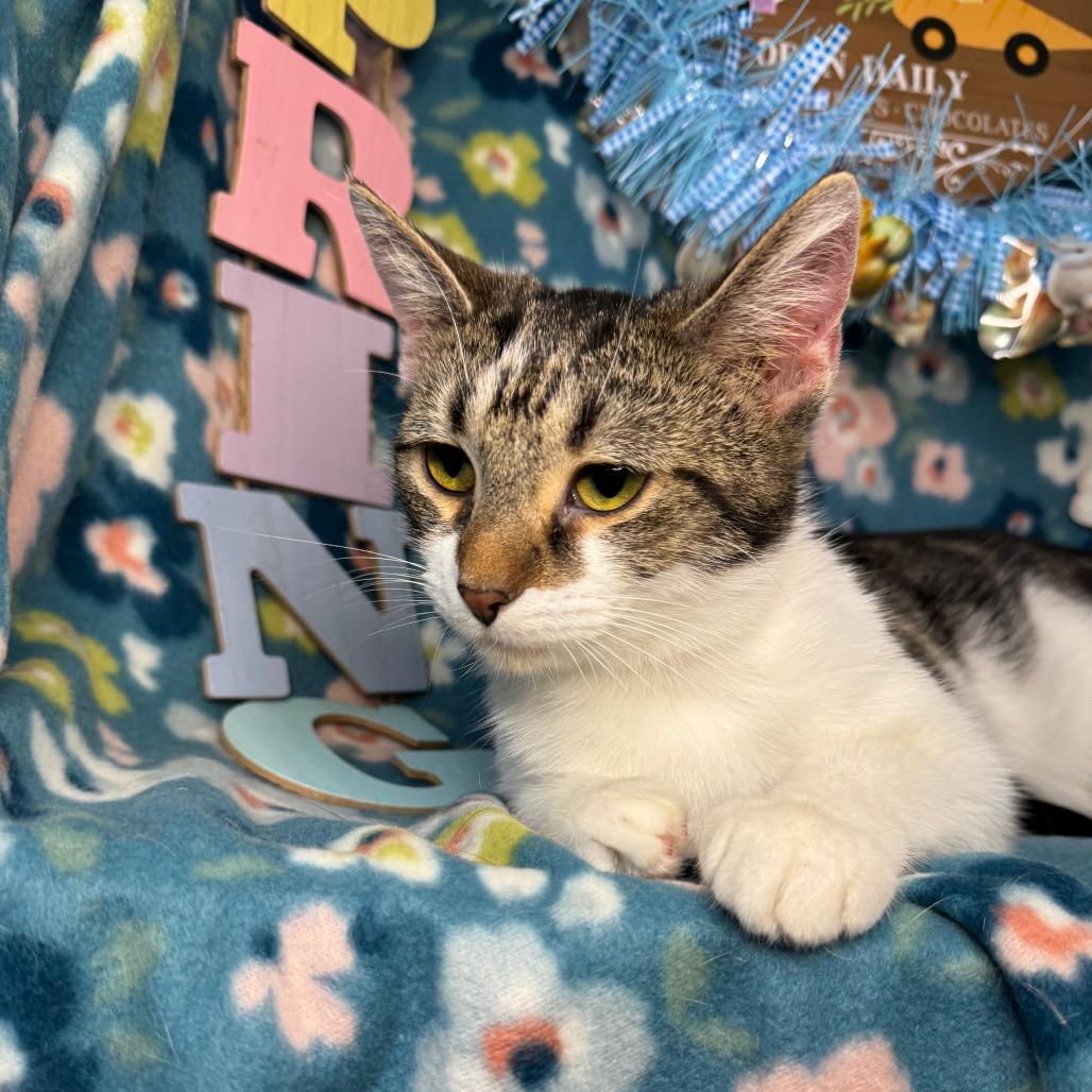 Enlarge Louise, a Adoptable Domestic Short Hair in Mount Vernon, IL image 2/5