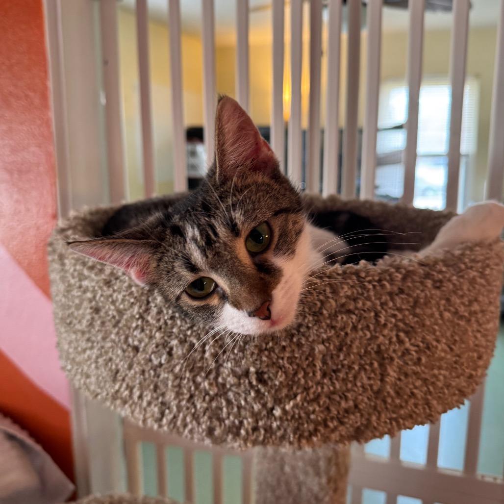 Enlarge Louise, a Adoptable Domestic Short Hair in Mount Vernon, IL image 3/5