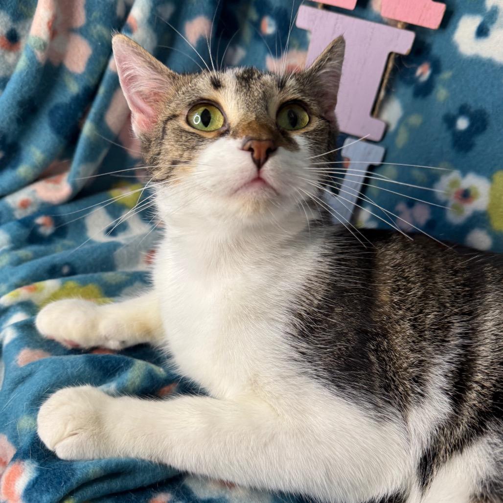 Enlarge Louise, a Adoptable Domestic Short Hair in Mount Vernon, IL image 4/5