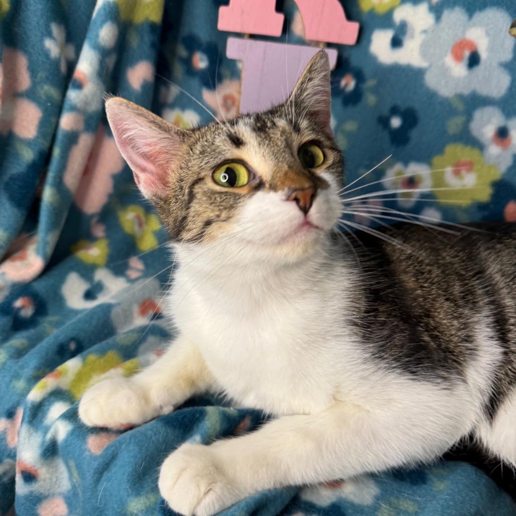 Enlarge Louise, a Adoptable Domestic Short Hair in Mount Vernon, IL image 5/5