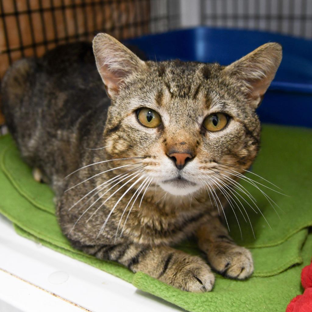 Quincy, Adoptable, Young Male Domestic Short Hair.