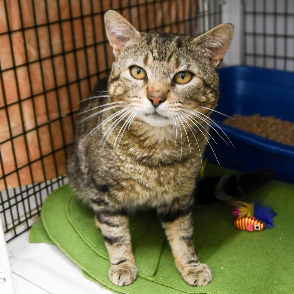 Quincy, a Adoptable mixed breed in Ewing, NJ image 3/3