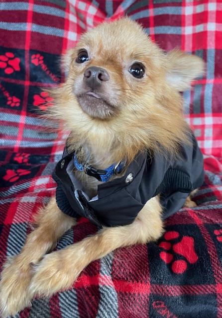 Enlarge Peanut, a Adoptable Chihuahua in Memphis, TN image 1/6