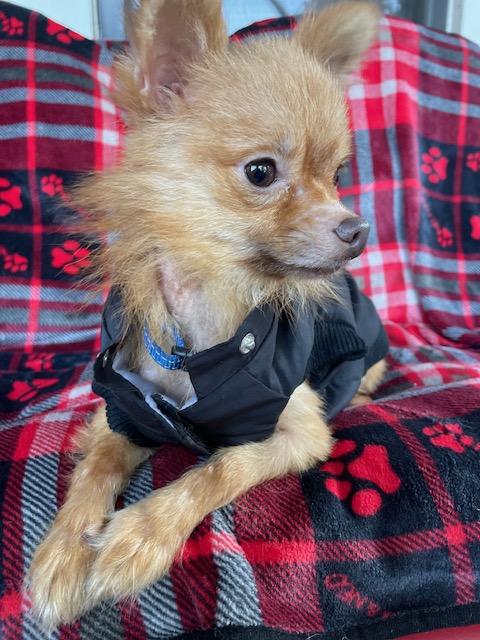 Enlarge Peanut, a Adoptable Chihuahua in Memphis, TN image 2/6