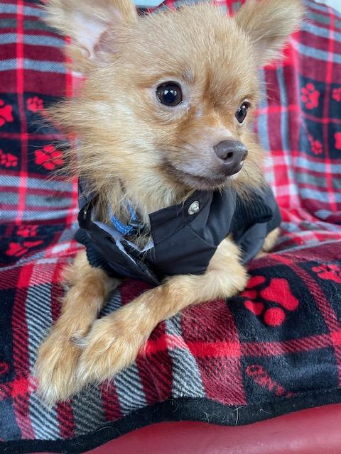 Enlarge Peanut, a Adoptable Chihuahua in Memphis, TN image 3/6