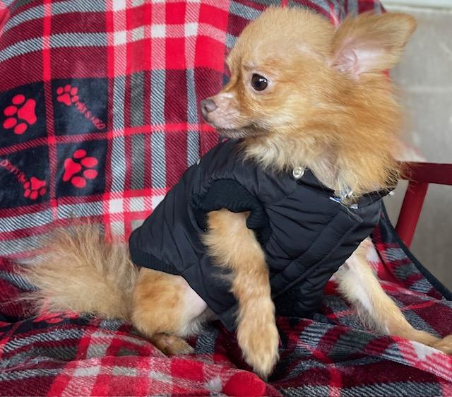 Peanut, Adoptable, Adult Male Chihuahua.