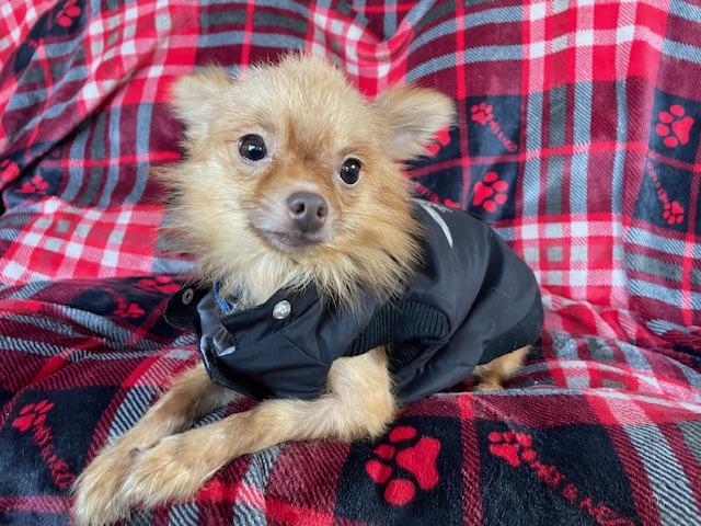 Enlarge Peanut, a Adoptable Chihuahua in Memphis, TN image 6/6