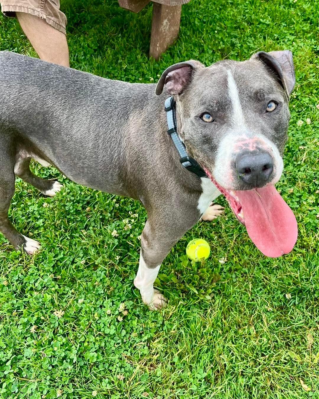 Enlarge Tango, a Adoptable mixed breed in Warren, OH image 1/1