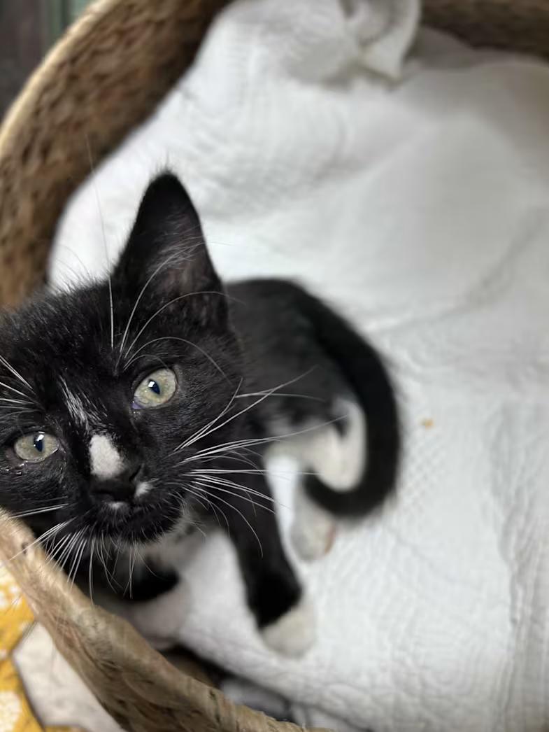 Bok Choy, adopted, Kitten Male Domestic Short Hair & Tuxedo.