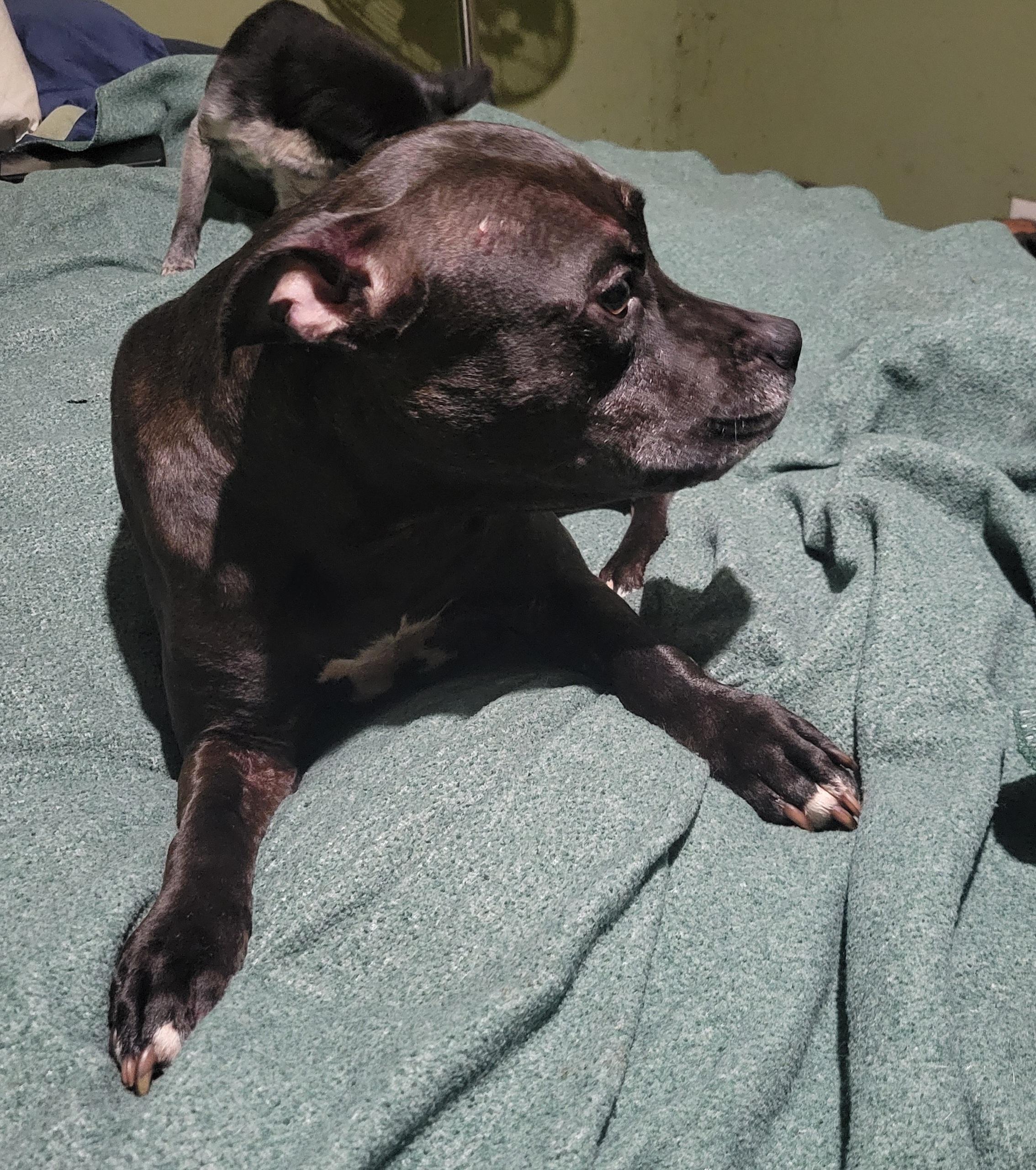 Enlarge Mushbean, a Adoptable mixed breed in St. Augustine, FL image 1/2