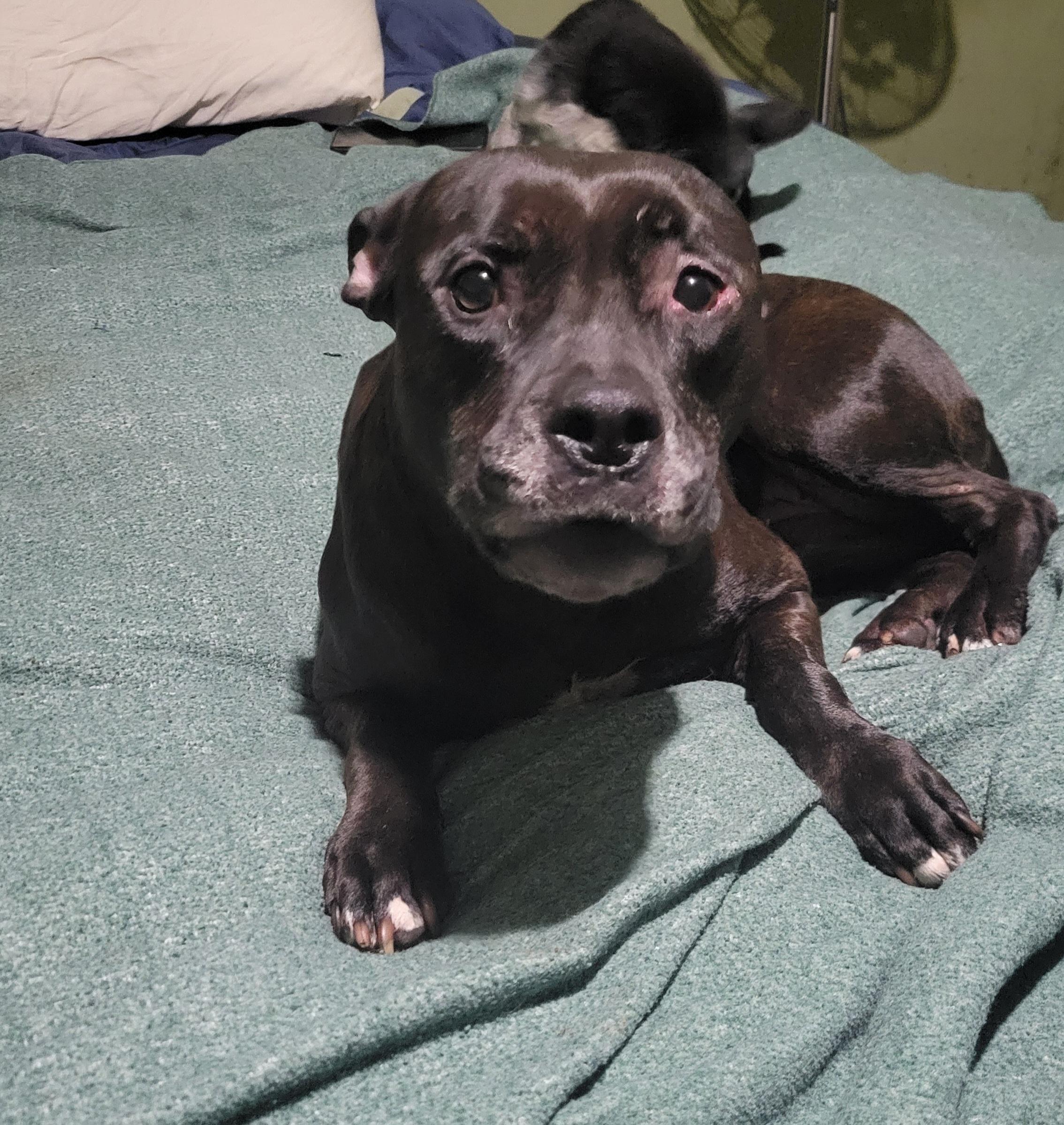 Mushbean, Adoptable, Adult Female Pit Bull Terrier.