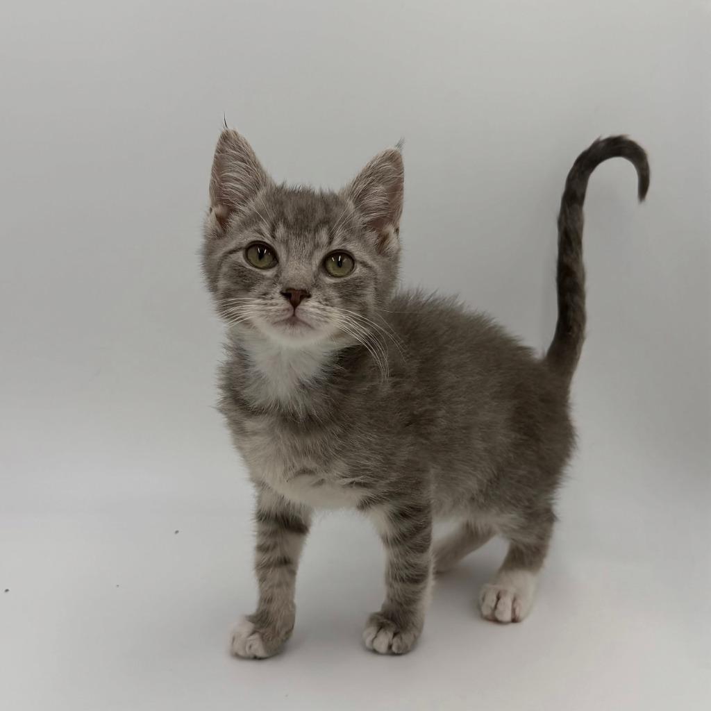 Tuna Noodle thumbnail 3