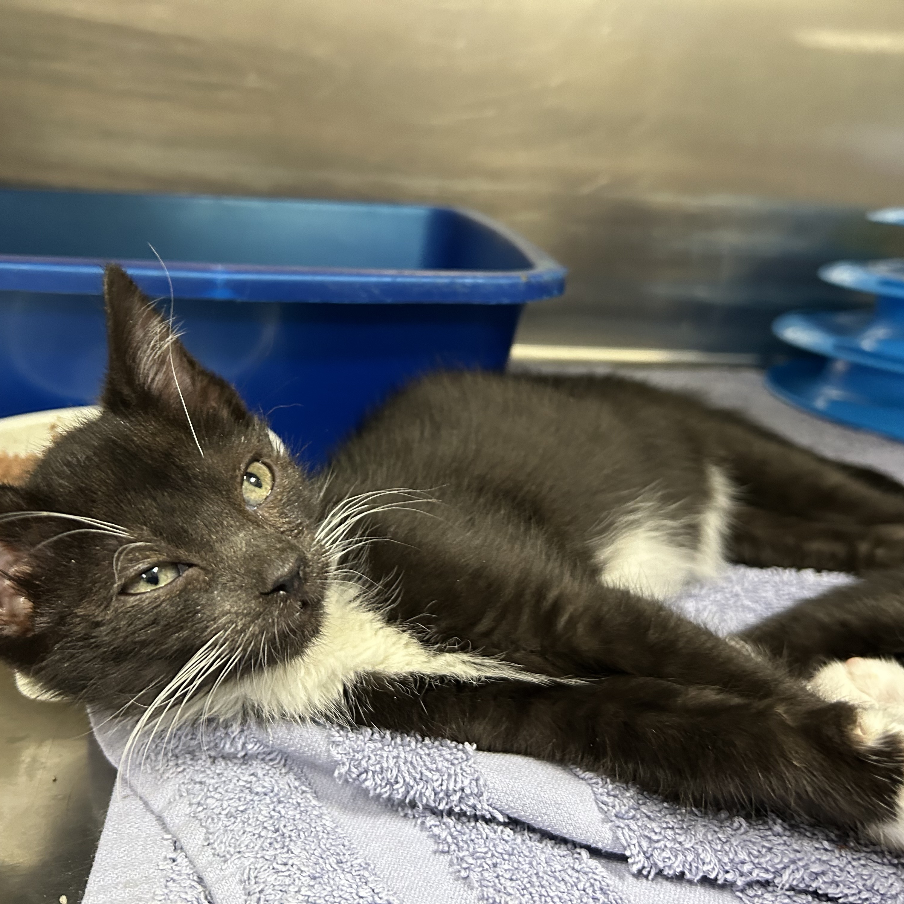 Cat for adoption Cow Kittens 3 of 3, a Tuxedo in La Grange Park, IL