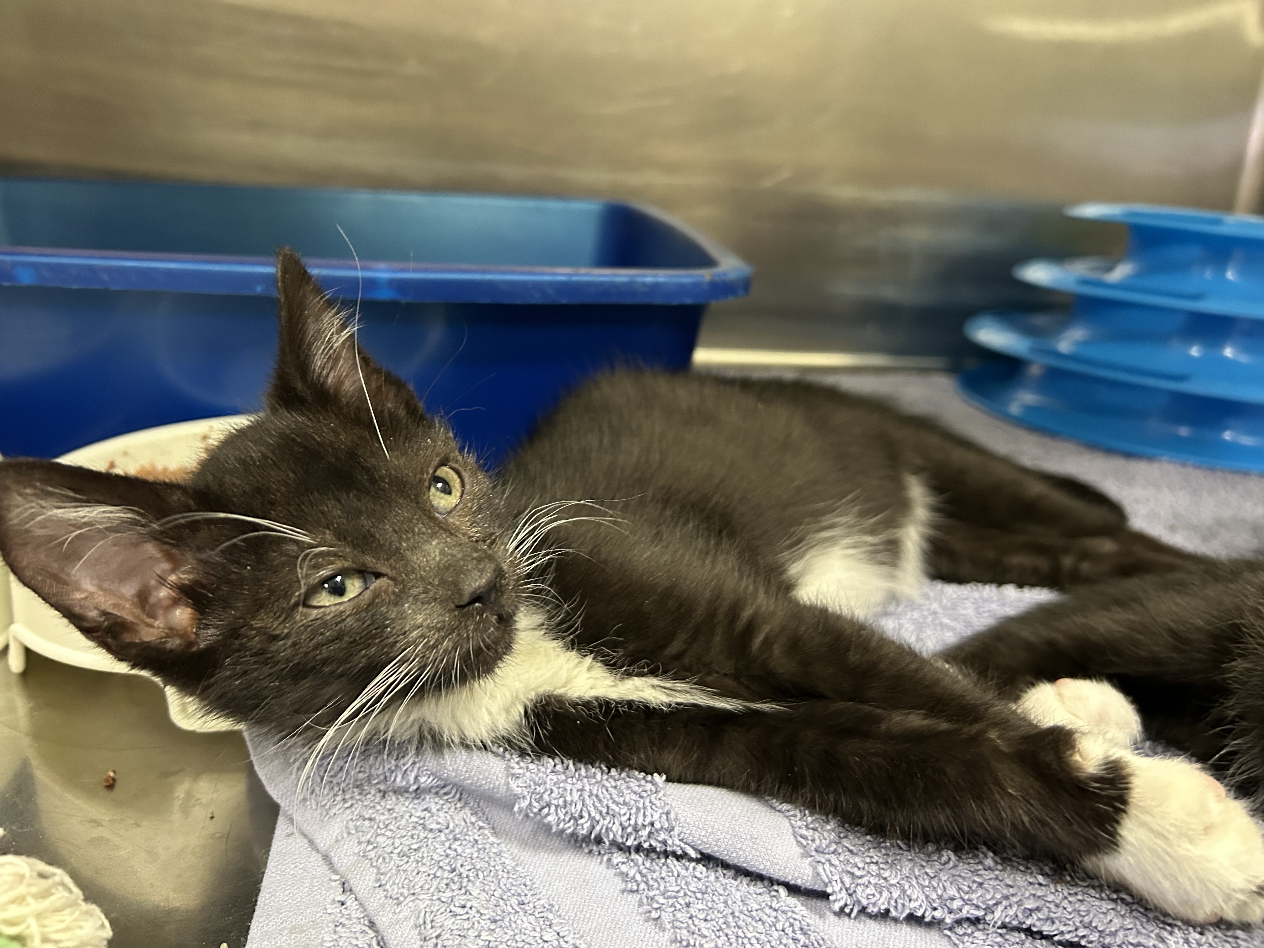Cat for adoption Cow Kittens 3 of 3, a Tuxedo in La Grange Park, IL