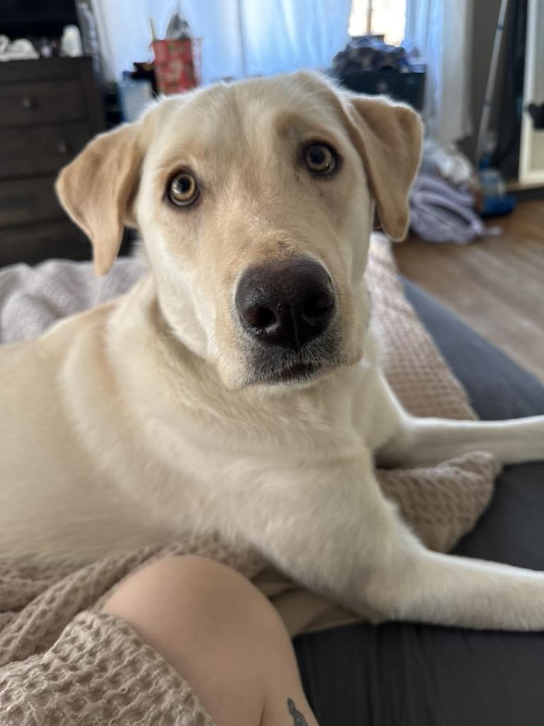 Izzy, Adoptable, Adult Female Labrador Retriever.