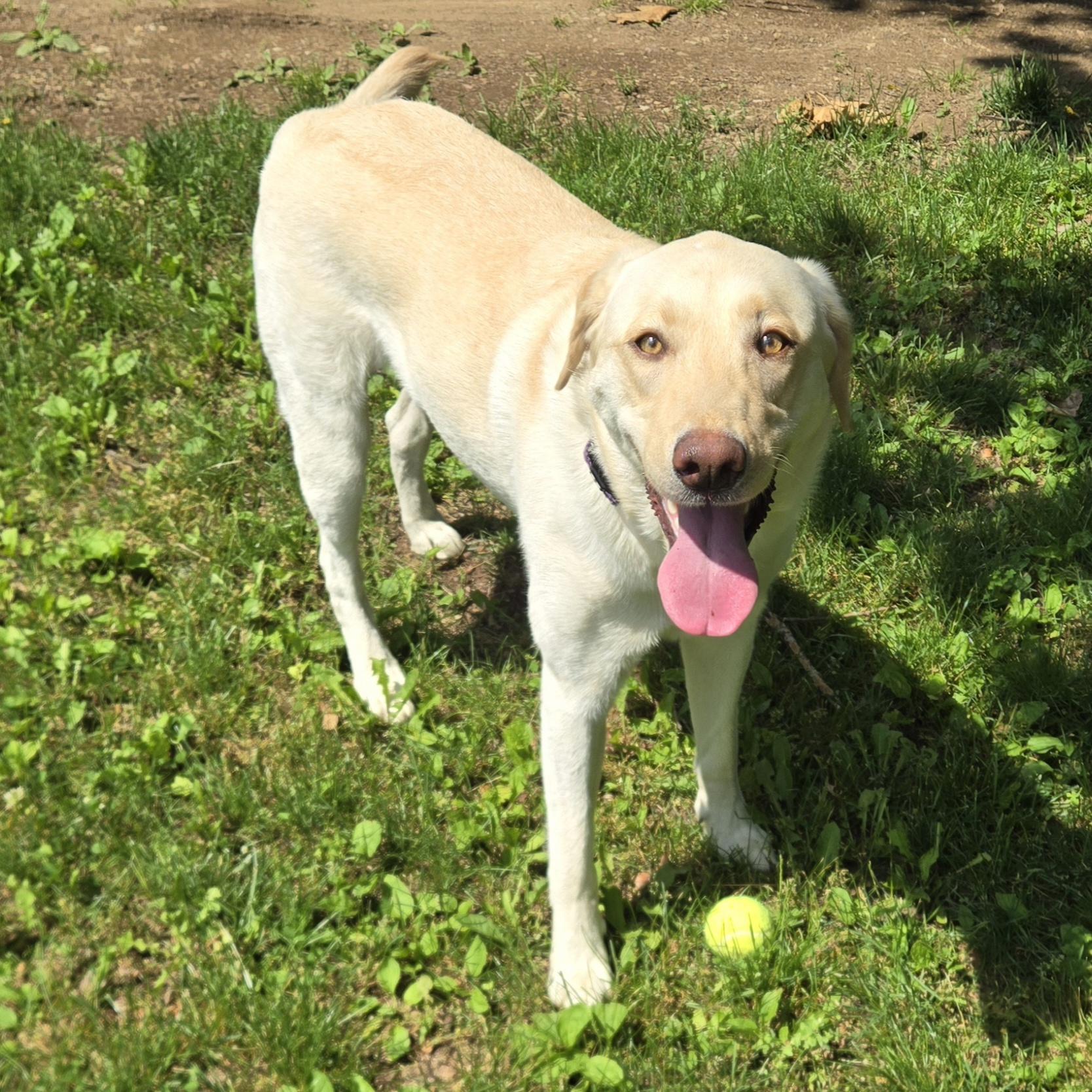 Enlarge Izzy, a Adoptable Labrador Retriever in Warrington, PA image 3/5