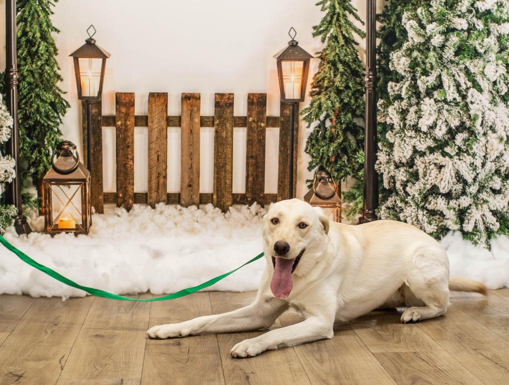 Enlarge Izzy, a Adoptable Labrador Retriever in Warrington, PA image 5/5