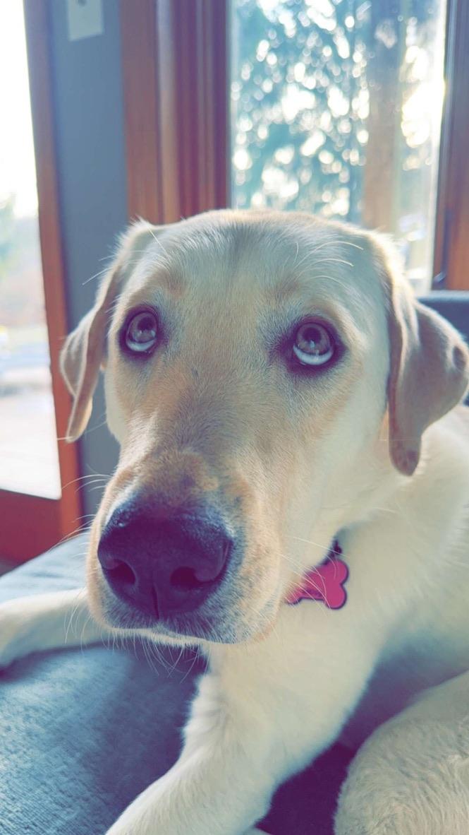 Enlarge Izzy, a Adoptable Labrador Retriever in Warrington, PA image 2/5