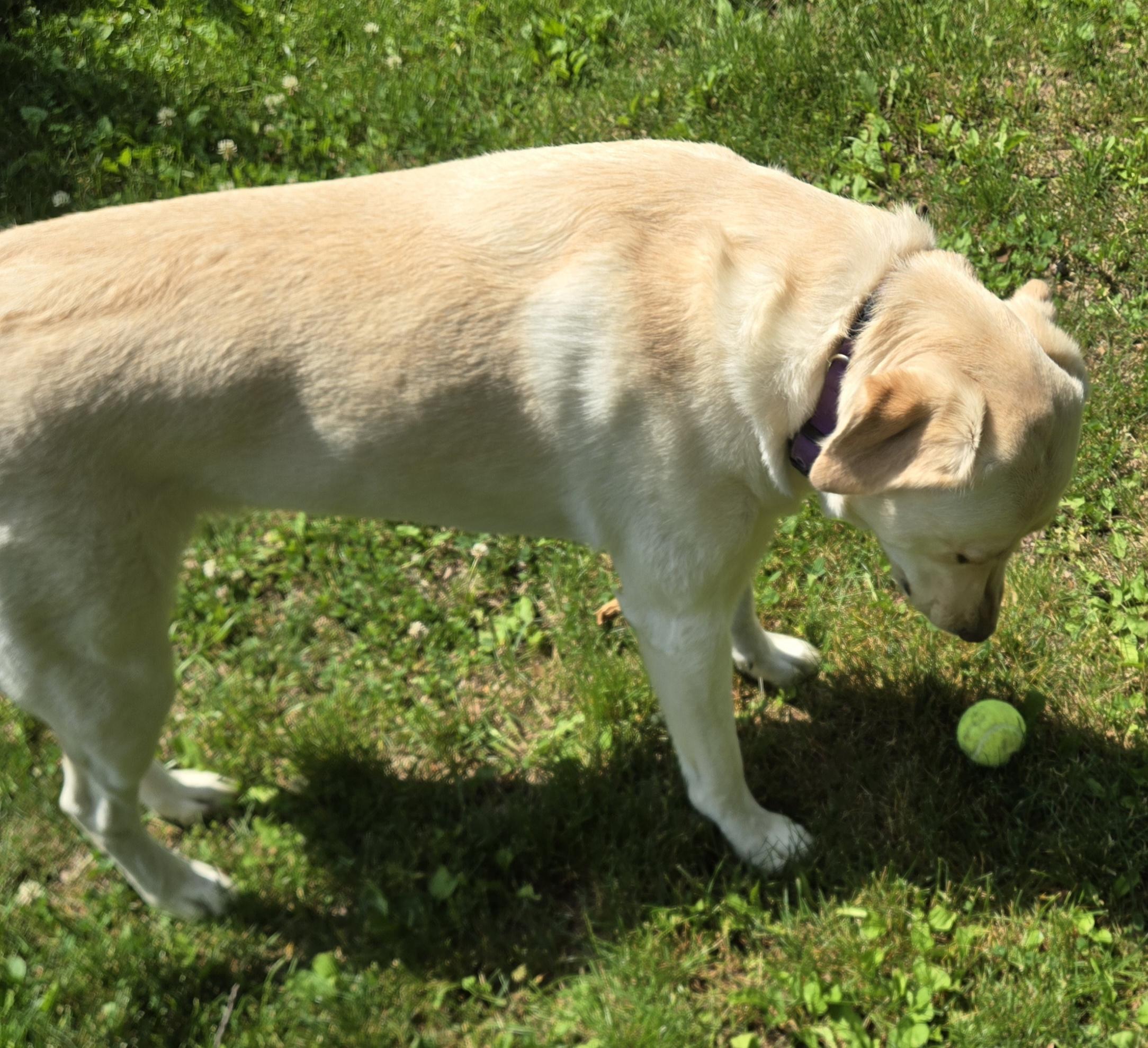 Enlarge Izzy, a Adoptable Labrador Retriever in Warrington, PA image 4/5