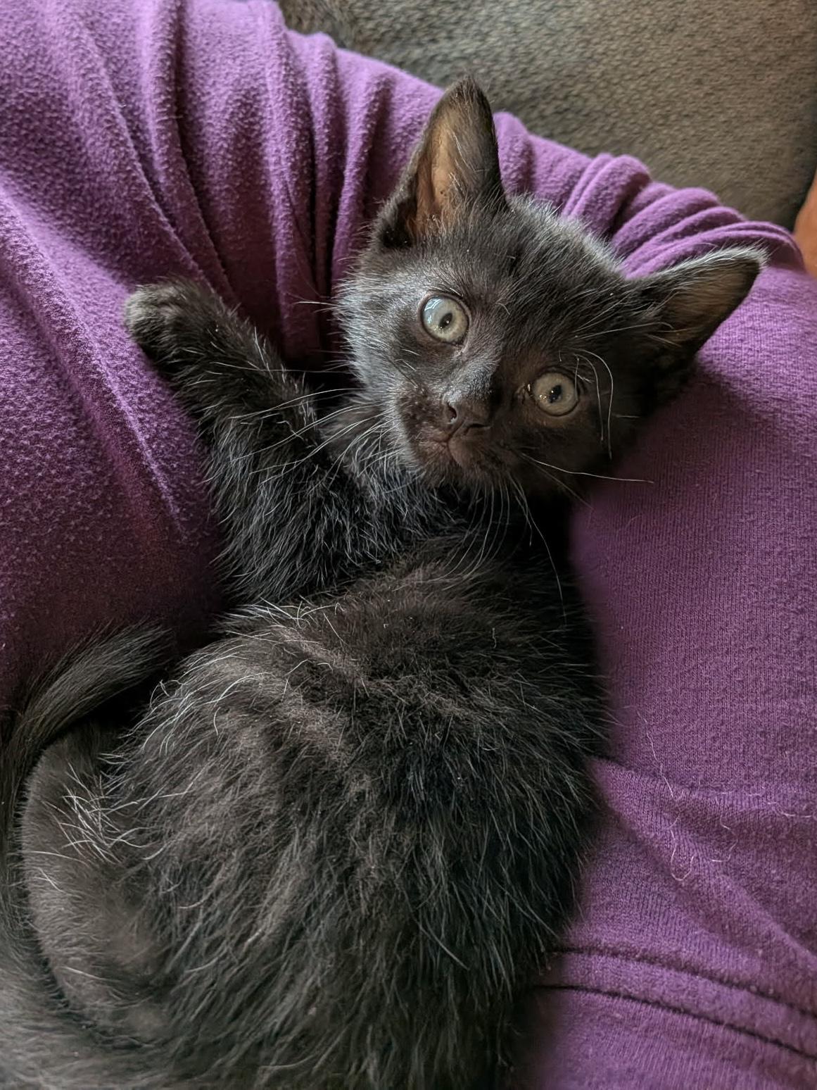 Harvest, ADOPTABLE, Kitten Male American Shorthair.