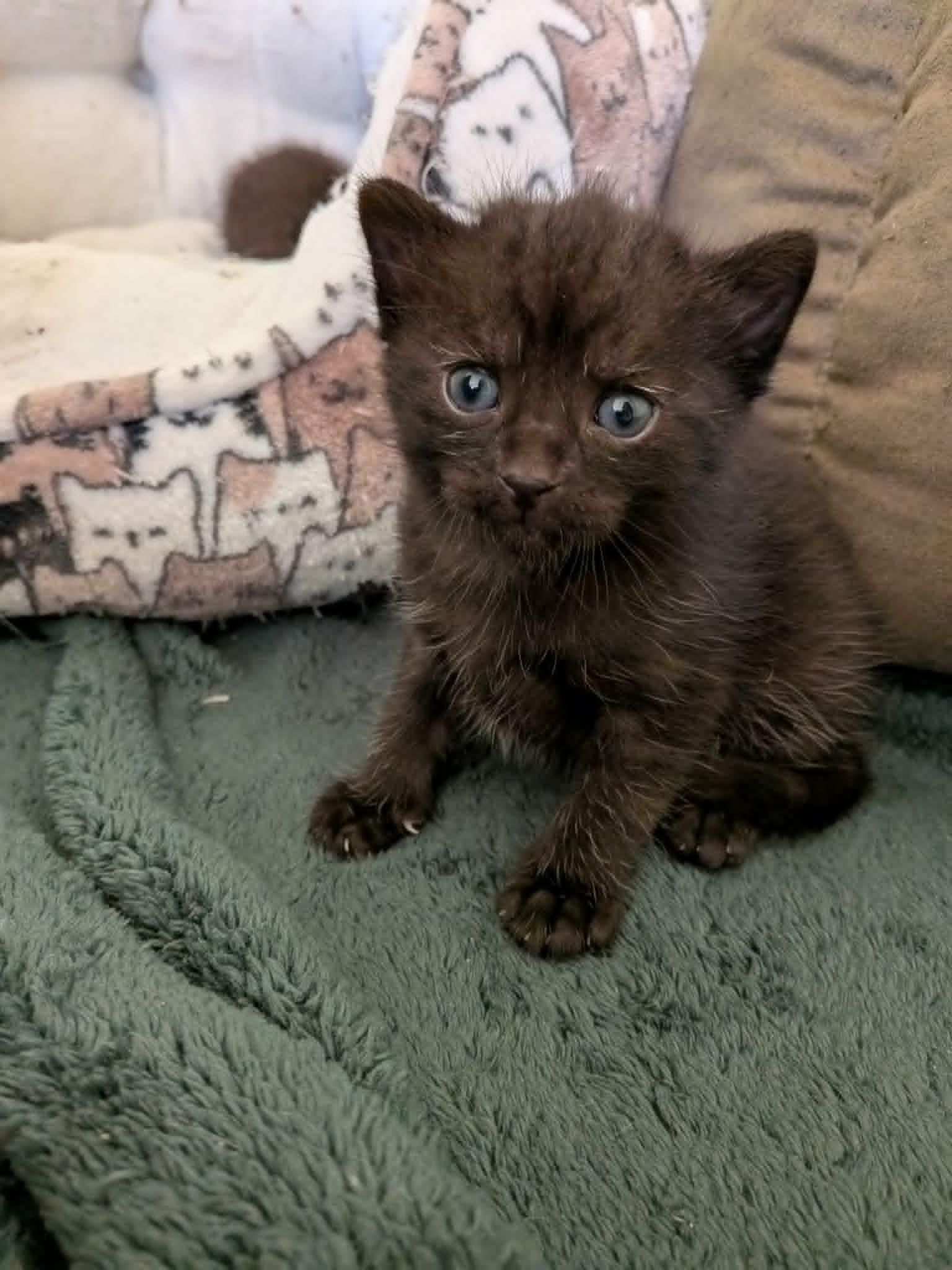 Enlarge Harvest, a ADOPTABLE American Shorthair in Wadsworth, IL image 2/2