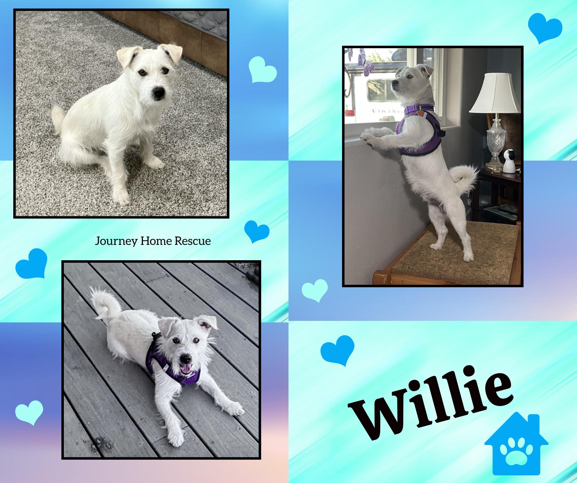 Enlarge Willie, a ADOPTABLE mixed breed in East Wenatchee, WA image 1/1