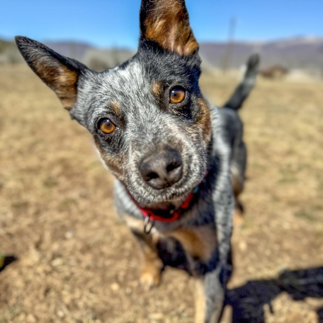 Lexi, Adoptable, Adult Female Cattle Dog.