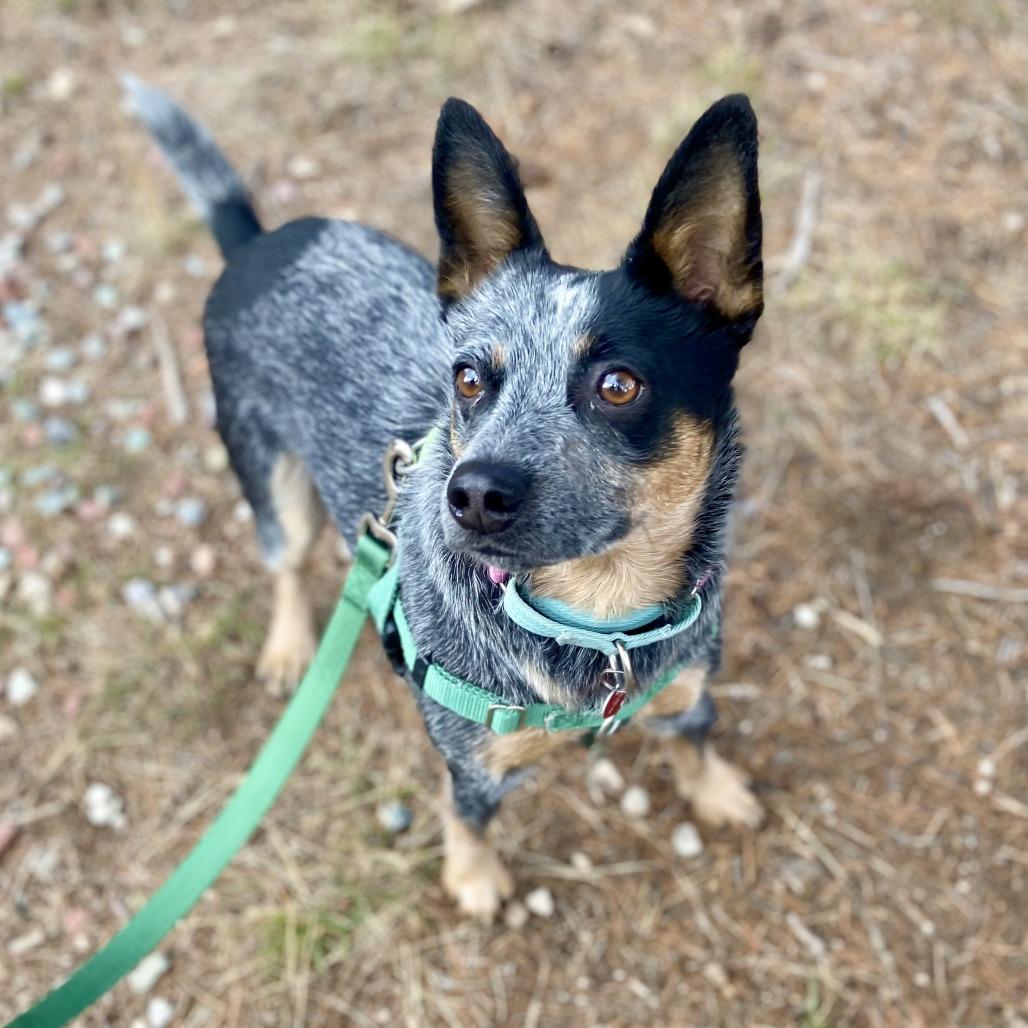 Enlarge Lexi, a Adoptable Cattle Dog in Glenwood Springs, CO image 2/6