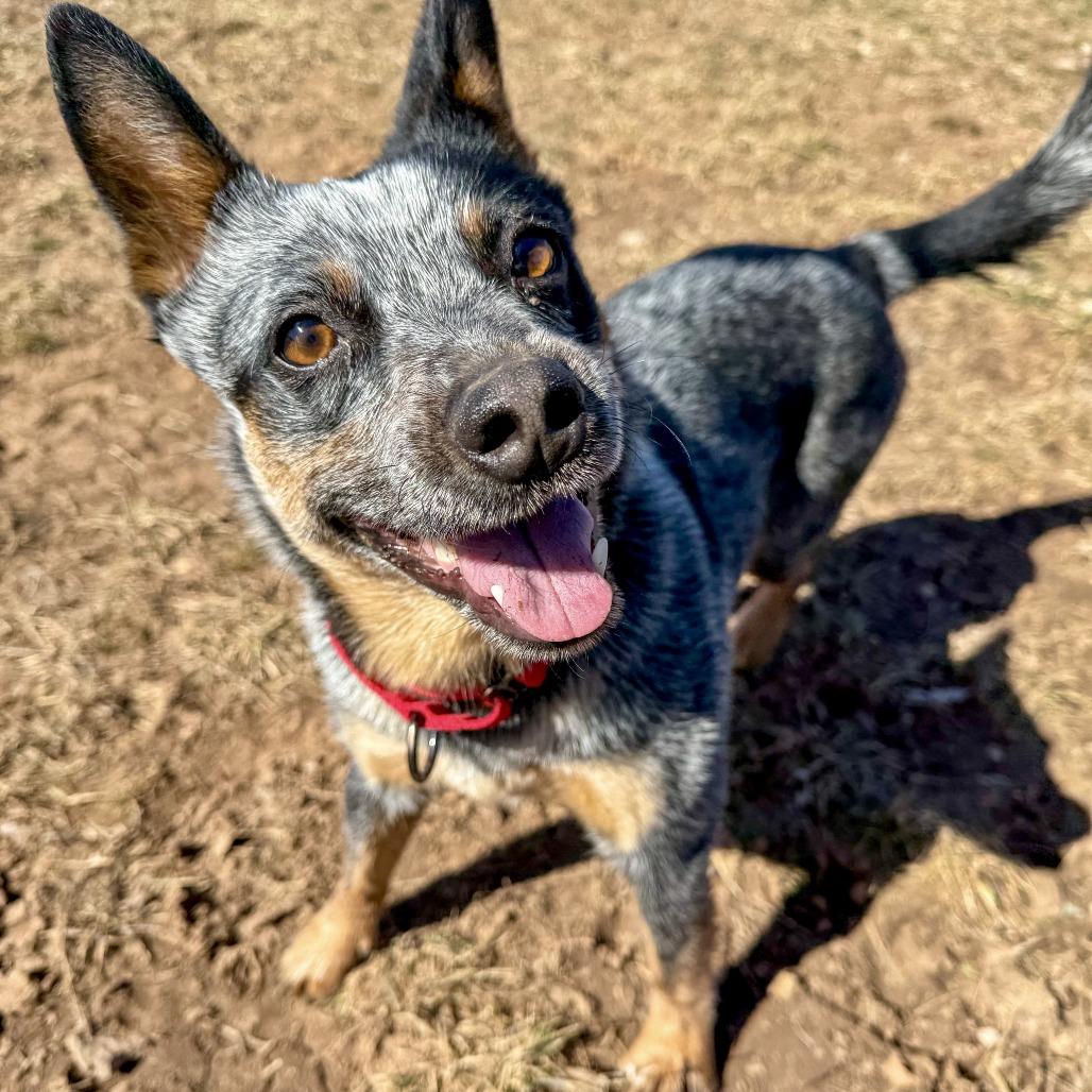 Enlarge Lexi, a Adoptable Cattle Dog in Glenwood Springs, CO image 3/6