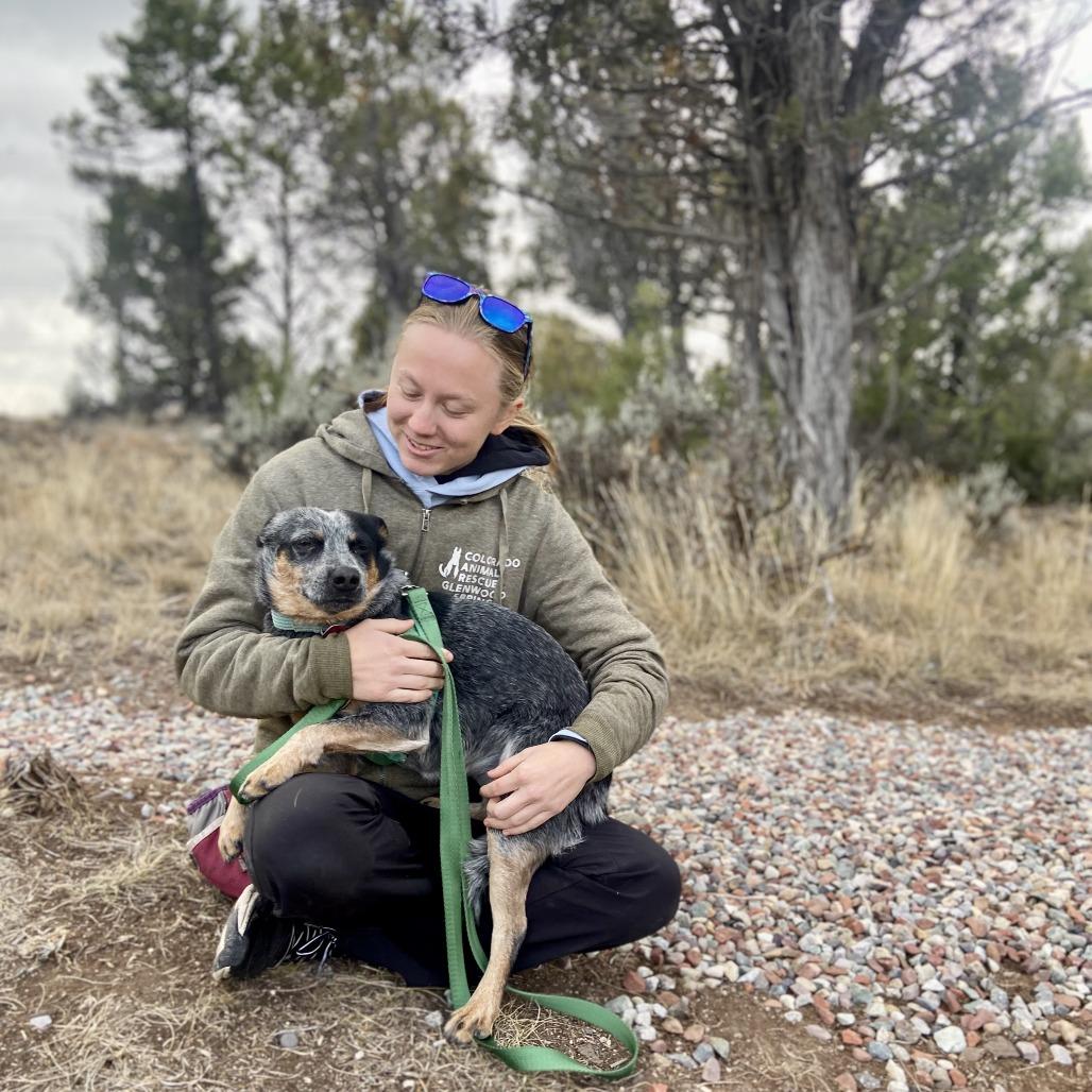 Enlarge Lexi, a Adoptable Cattle Dog in Glenwood Springs, CO image 4/6