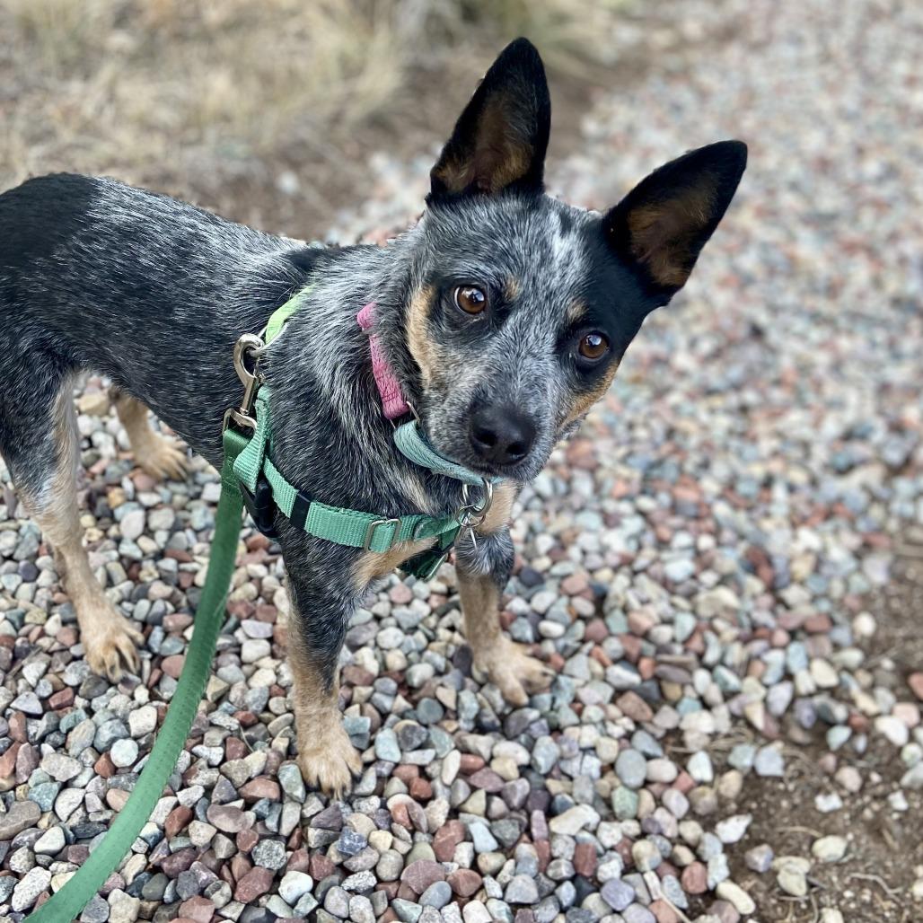 Enlarge Lexi, a Adoptable Cattle Dog in Glenwood Springs, CO image 5/6