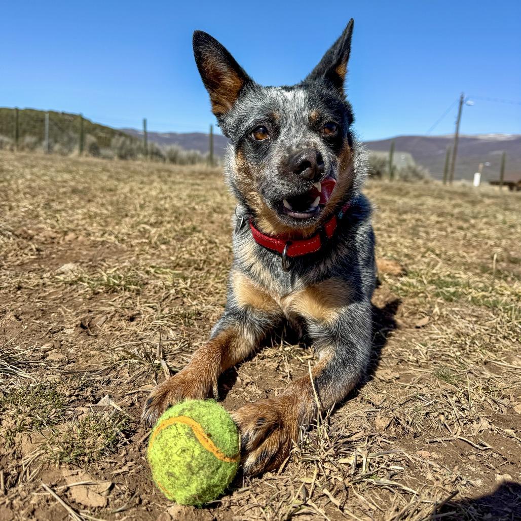 Enlarge Lexi, a Adoptable Cattle Dog in Glenwood Springs, CO image 6/6