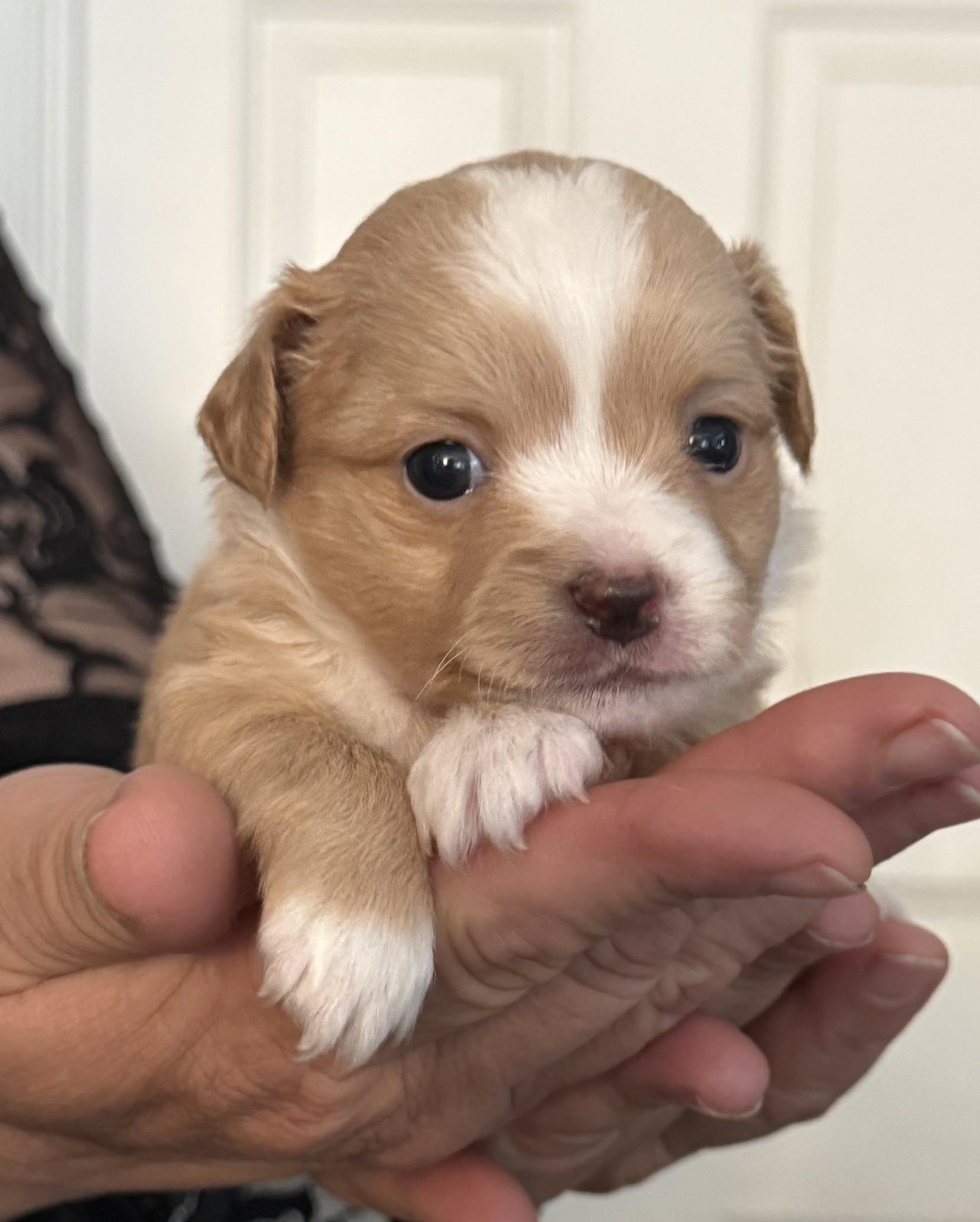 Enlarge Curly Sue, a ADOPTABLE mixed breed in Santa Maria, CA image 1/1