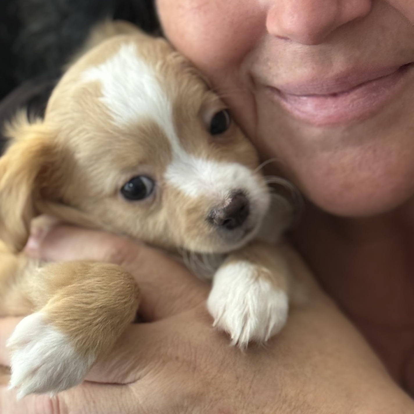Curly Sue, adoptable, Puppy Female Chihuahua & Australian Shepherd.
