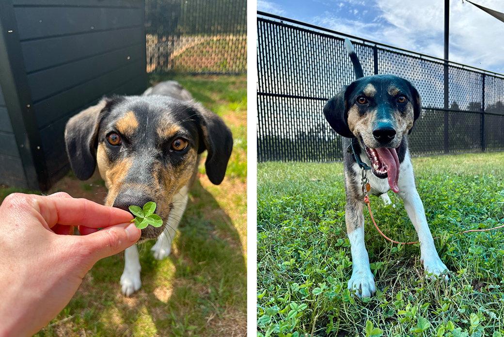 Pecan, Adoptable, Adult Female Mixed Breed.