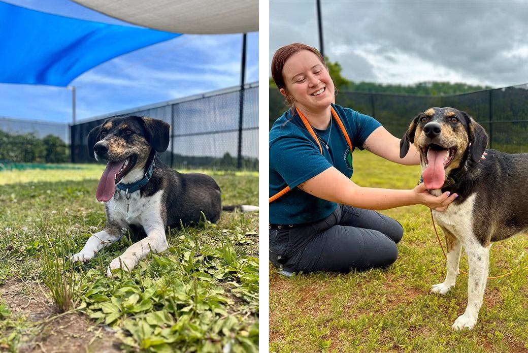 Pecan, a Adoptable Mixed Breed in Weaverville, NC image 2/3