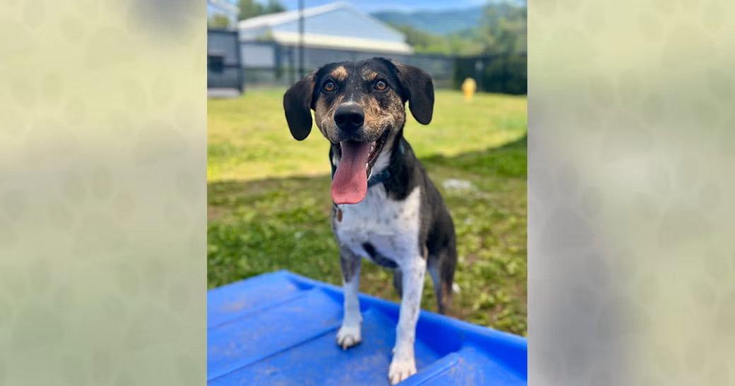 Pecan, a Adoptable Mixed Breed in Weaverville, NC image 3/3