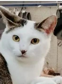 Mikala, ADOPTABLE, Kitten Female Domestic Short Hair.