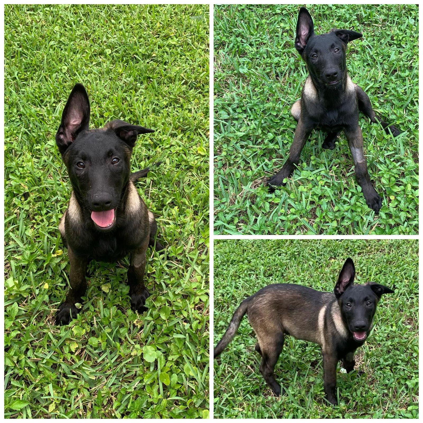Captain, Adopted, Young Male Belgian Shepherd / Malinois.