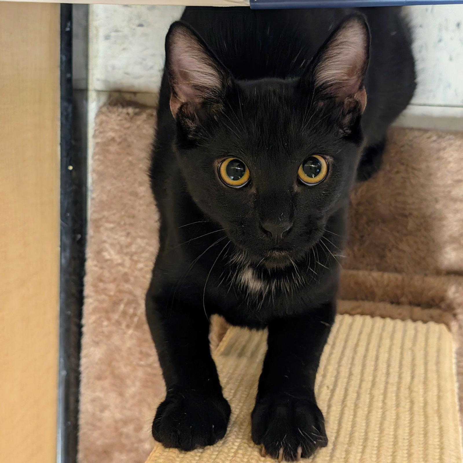 Enlarge Jett, a Adoptable Domestic Short Hair in Garland, TX image 2/3