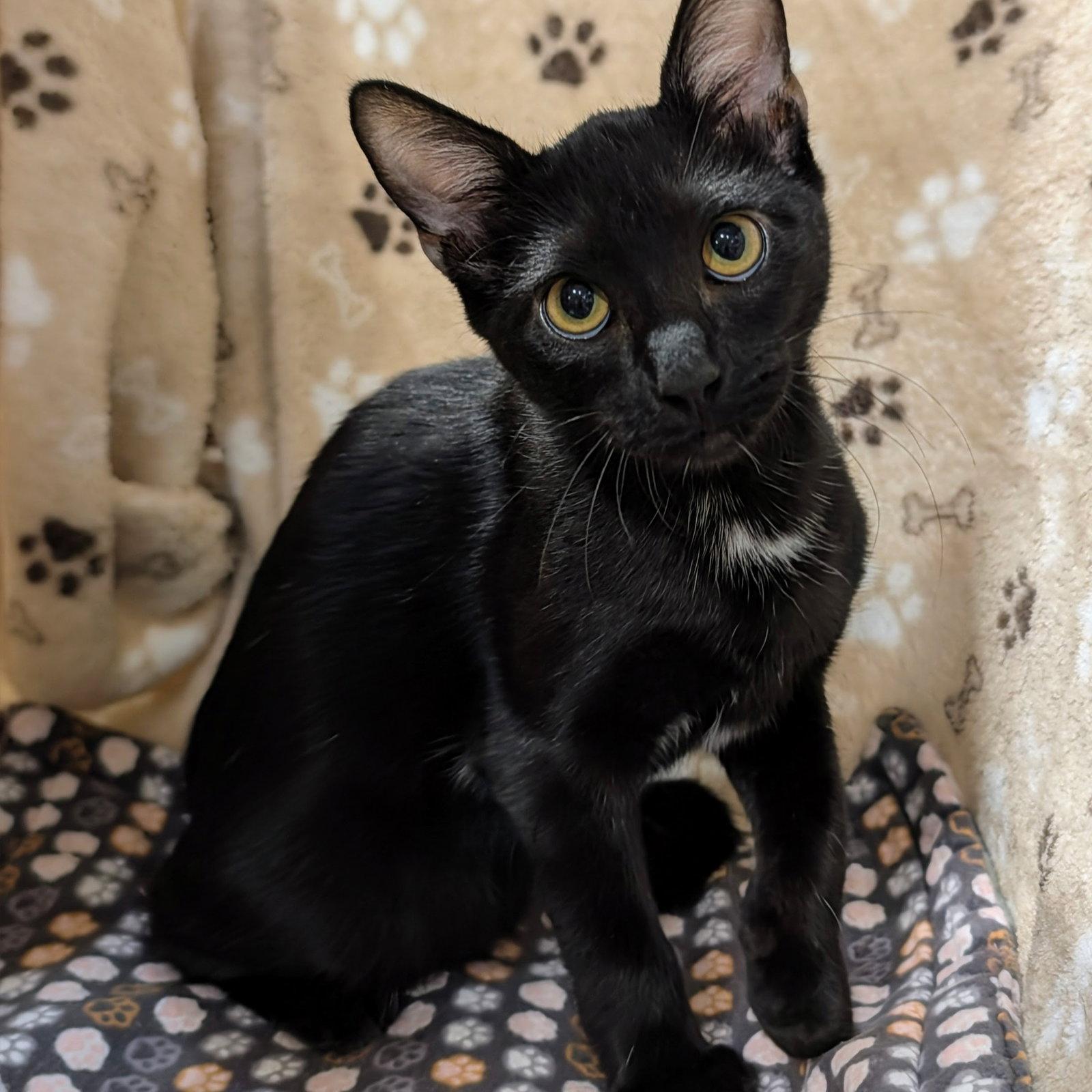 Enlarge Jett, a Adoptable Domestic Short Hair in Garland, TX image 3/3