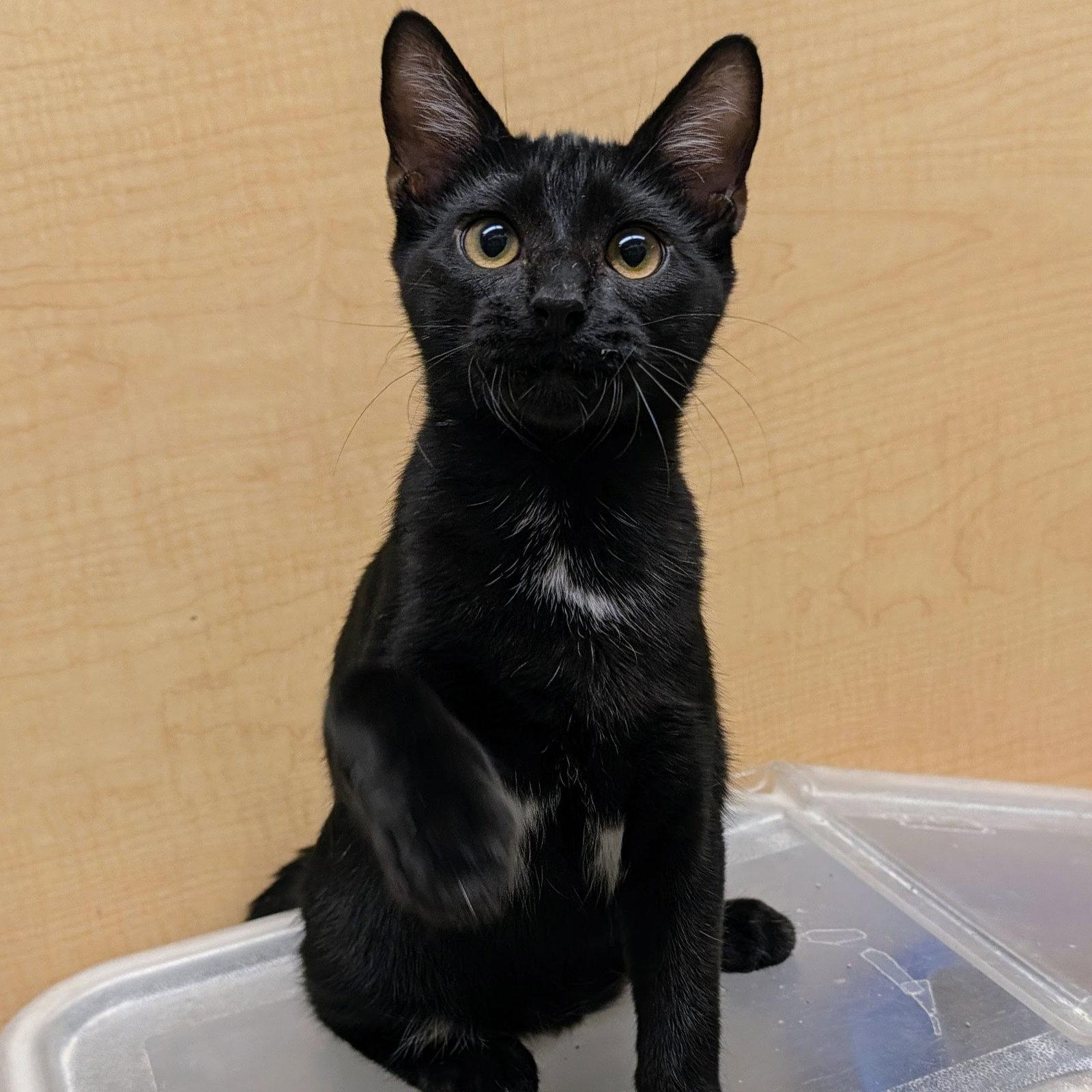 Jett, Adoptable, Kitten Male Domestic Short Hair.